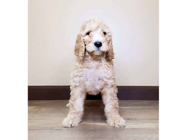 Goldendoodle DOG Female RED 13715 Petland Fairfield, Ohio