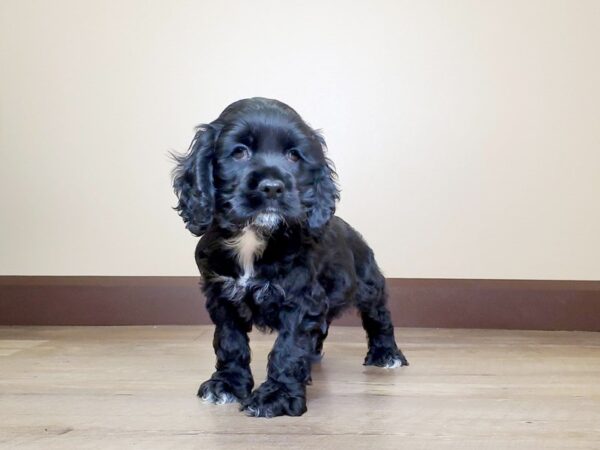 Cocker Spaniel DOG Male Black 13725 Petland Fairfield, Ohio