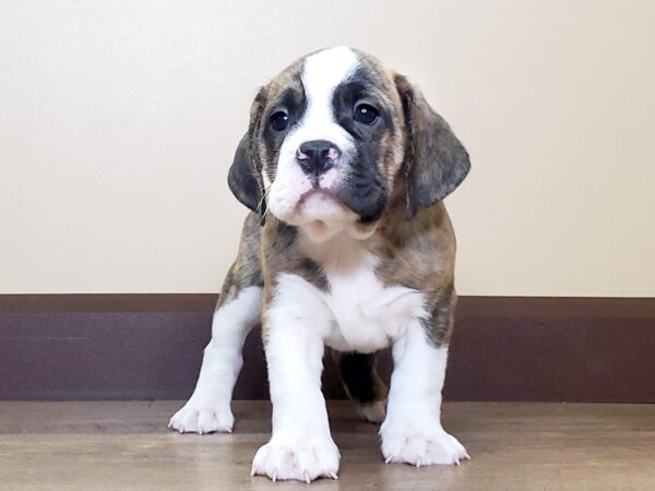 Bull Puggle-DOG-Male-BRINDLE WH-13721-Petland Fairfield, Ohio