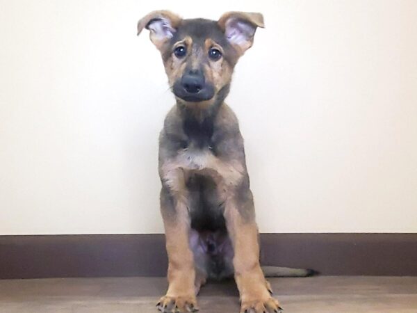 German Shepherd DOG Male Sable 13723 Petland Fairfield, Ohio