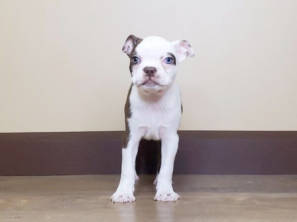 Boston Terrier DOG Female Brown/White 13726 Petland Fairfield, Ohio