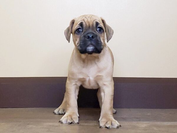 Bull Puggle-DOG-Female-BRINDLE WH-13720-Petland Fairfield, Ohio