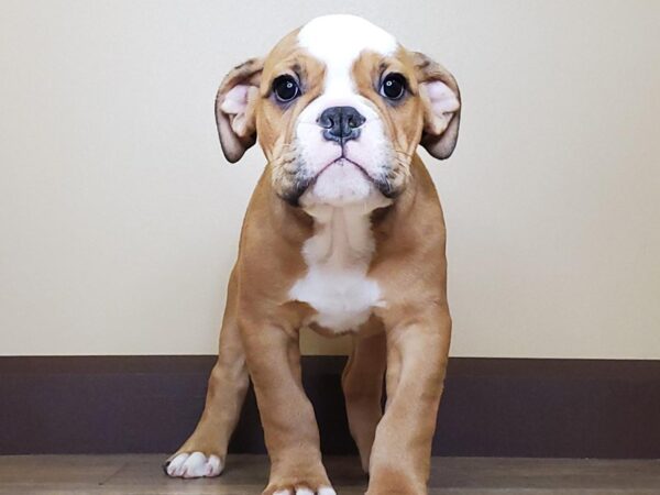 Olde English Bulldog-DOG-Male-Tan and White-13713-Petland Fairfield, Ohio