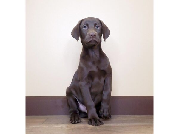 Labrador Retriever DOG Male Chocolate 13696 Petland Fairfield, Ohio