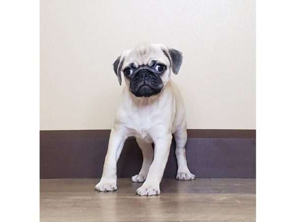 Pug DOG Male FAWN:BLACK MASK 13693 Petland Fairfield, Ohio