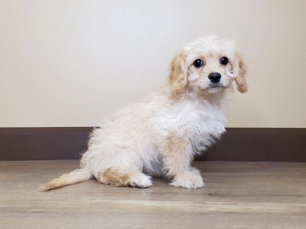 Cavachon DOG Female CREAM & WHITE 13690 Petland Fairfield, Ohio