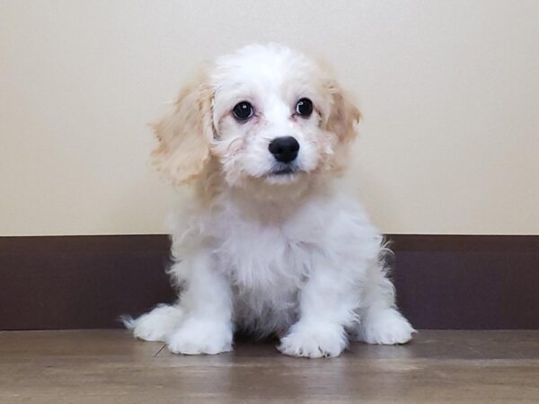 Cavachon DOG Male CREAM 13689 Petland Fairfield, Ohio