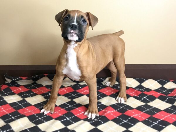 Boxer DOG Female Fawn / White 13770 Petland Fairfield, Ohio