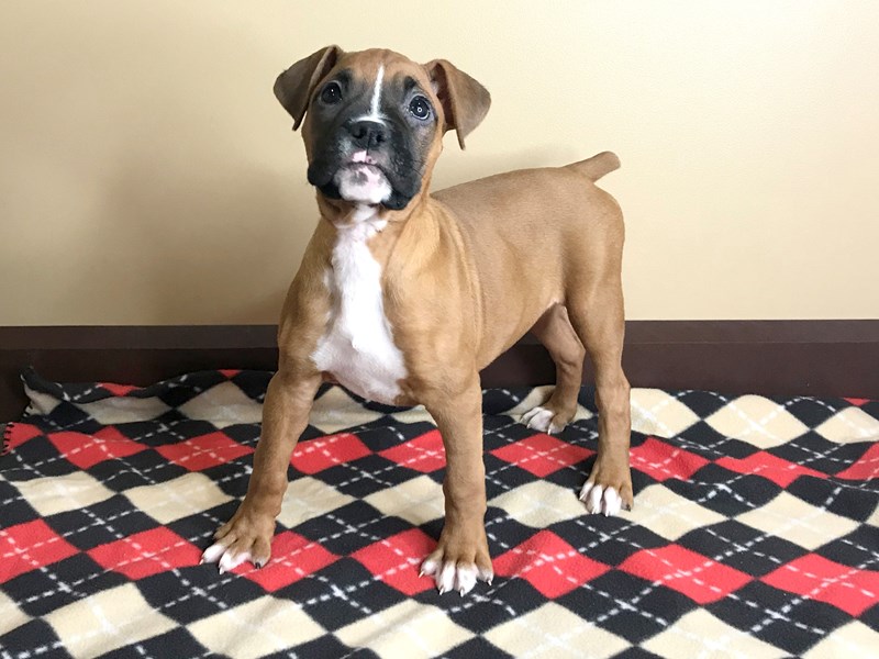 Boxer Puppy Fawn / White ID:13770 Located at Petland Fairfield, Ohio
