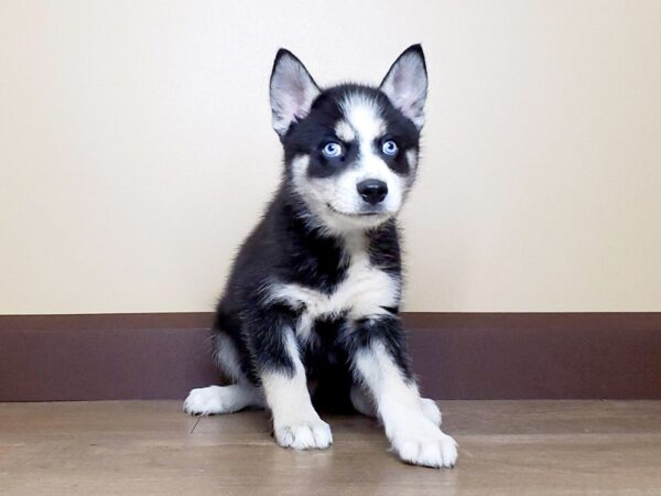 Pomsky DOG Male Black & White 13732 Petland Fairfield, Ohio