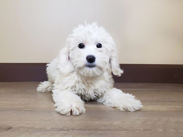 Mini Goldendoodle-DOG-Female-CREAM & WHITE-13731-Petland Fairfield, Ohio