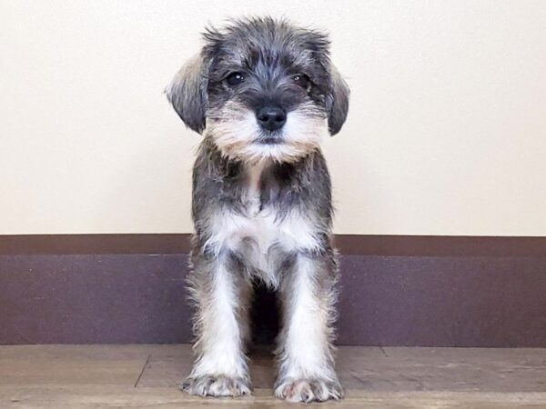 Miniature Schnauzer DOG Male SALT PEPPER 13730 Petland Fairfield, Ohio