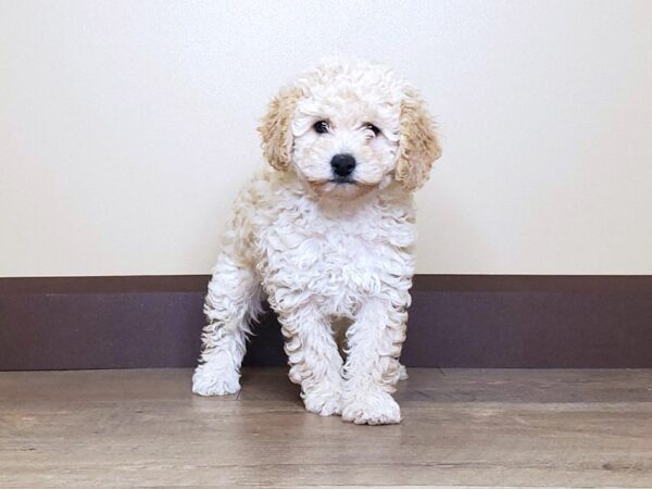 Poodle DOG Female RED 13729 Petland Fairfield, Ohio