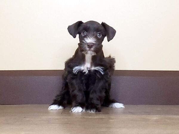 Miniature Schnauzer DOG Female CHOC 13728 Petland Fairfield, Ohio