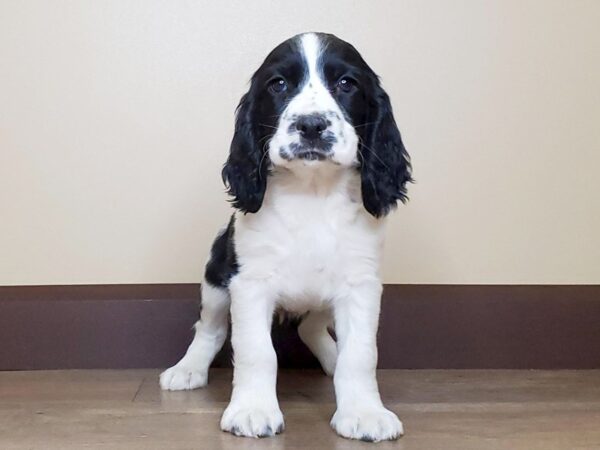 English Springer Spaniel DOG Male Black & White 13733 Petland Fairfield, Ohio