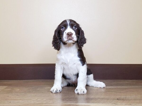 English Springer Spaniel DOG Female Chocolate & White 13734 Petland Fairfield, Ohio