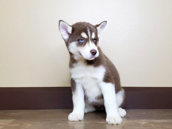 Siberian Husky DOG Female Red & White 13735 Petland Fairfield, Ohio