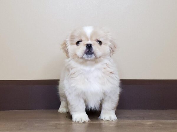 Pekingese DOG Female CREAM & WHITE 13737 Petland Fairfield, Ohio