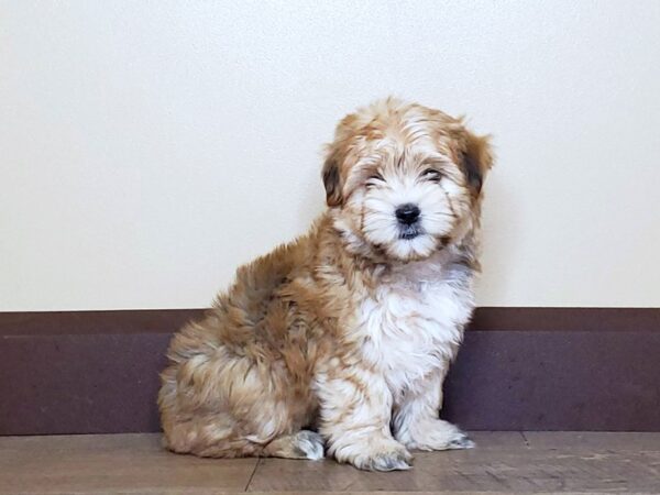 Morkie DOG Male Tan 13738 Petland Fairfield, Ohio