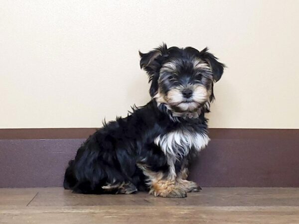 Morkie DOG Female Black and Tan 13739 Petland Fairfield, Ohio