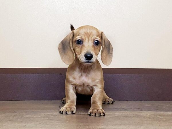 Dachshund DOG Male Red 13740 Petland Fairfield, Ohio