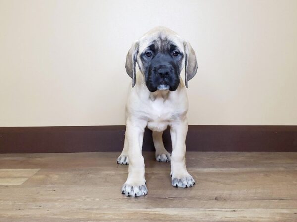 Mastiff-DOG-Female-FAWN:BLACK MASK-13741-Petland Fairfield, Ohio