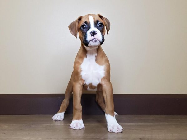 Boxer DOG Female FAWN & WHITE 13743 Petland Fairfield, Ohio