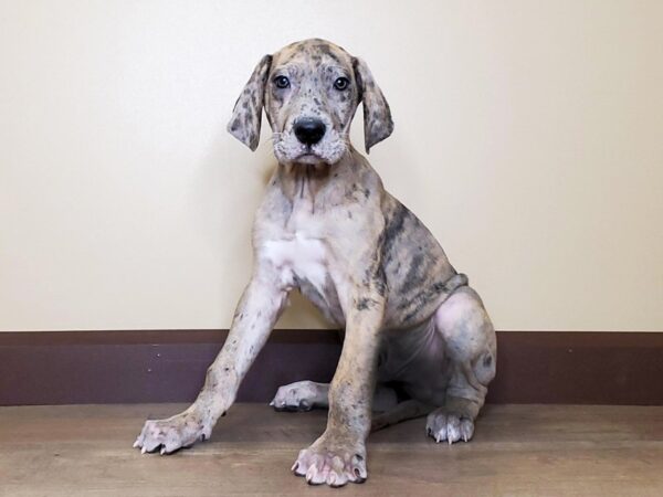 Great Dane DOG Male Brindlequin 13744 Petland Fairfield, Ohio