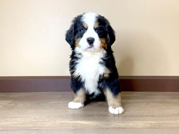 Bernese Mountain Dog DOG Male BLACK/TAN/WHITE 13746 Petland Fairfield, Ohio