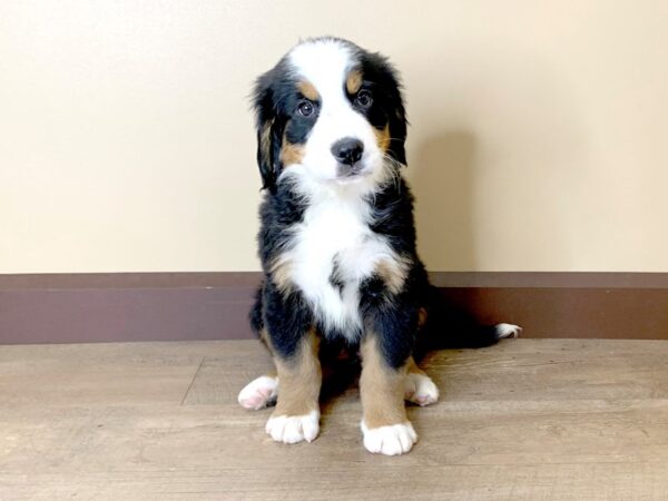 Bernese Mountain Dog DOG Female BLACK/TAN/WHITE 13747 Petland Fairfield, Ohio