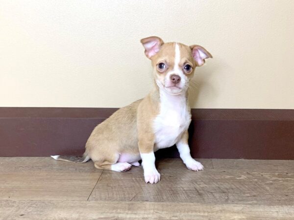 Chihuahua DOG Male FAWN & WHITE 13748 Petland Fairfield, Ohio