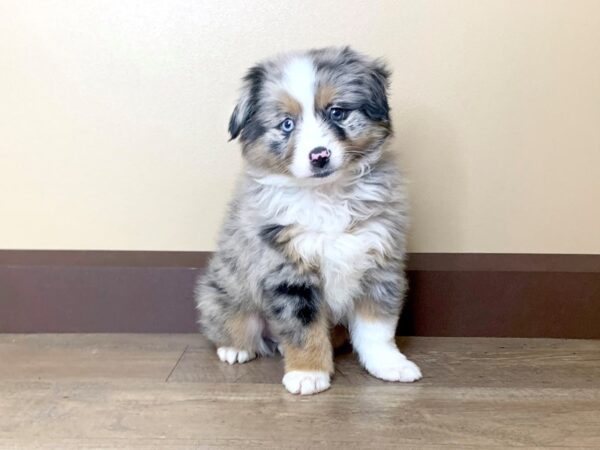 Miniature Australian Shepherd DOG Male Blue Merle 13749 Petland Fairfield, Ohio