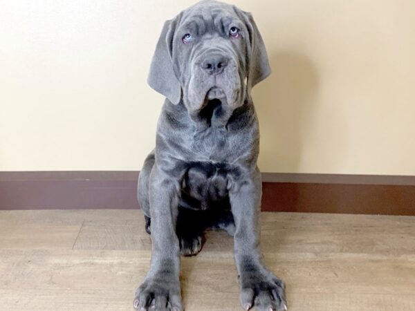 Mastiff/Neopolitan Mastiff-DOG-Male-Blue-13750-Petland Fairfield, Ohio