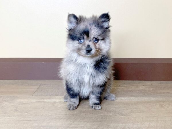 Pomeranian DOG Female Blue Merle 13751 Petland Fairfield, Ohio