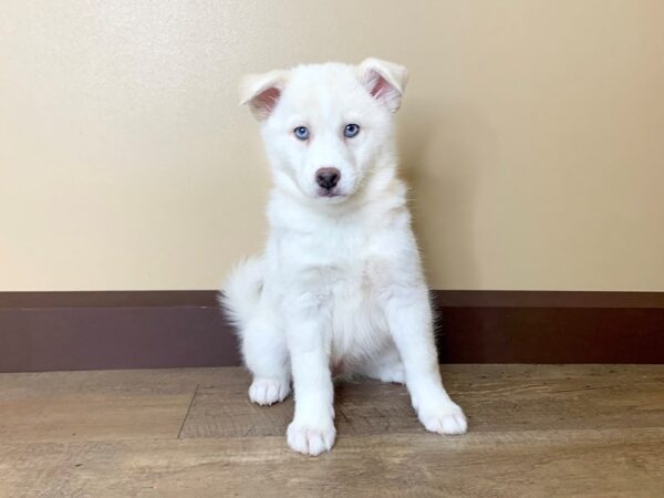 Pomsky 2nd Gen-DOG-Female-WHITE-13752-Petland Fairfield, Ohio