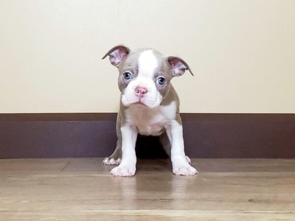 Boston Terrier DOG Male Champagne/White 13742 Petland Fairfield, Ohio