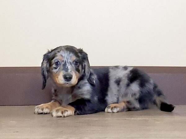 Dachshund DOG Male BLUE DAPPLE 13727 Petland Fairfield, Ohio