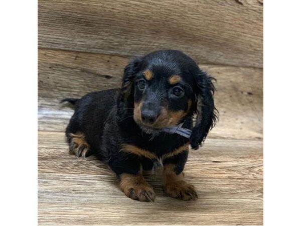 Dachshund DOG Female Black / Tan 13755 Petland Fairfield, Ohio