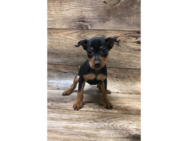 Miniature Pinscher DOG Female Black / Tan 13756 Petland Fairfield, Ohio