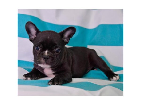 French Bulldog DOG Female Black 13760 Petland Fairfield, Ohio