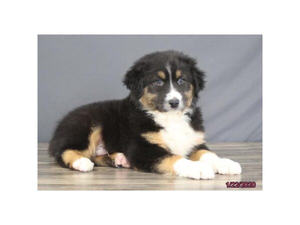 Australian Shepherd-DOG-Male-Black-13768-Petland Fairfield, Ohio