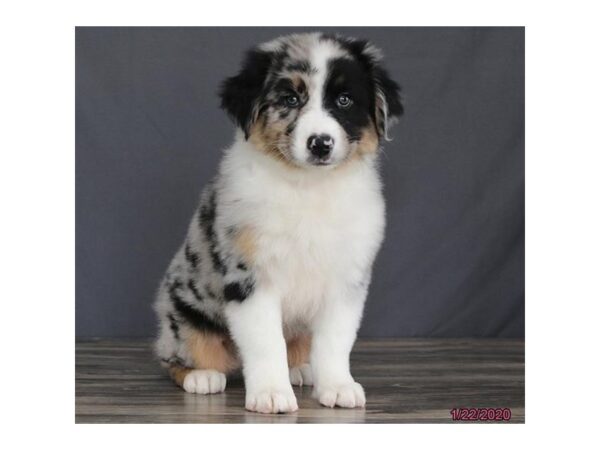 Australian Shepherd-DOG-Male-Blue Merle-13765-Petland Fairfield, Ohio