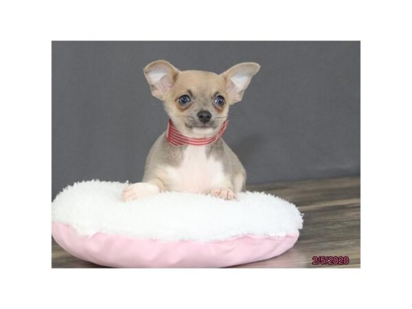 Chihuahua DOG Male Blue 13763 Petland Fairfield, Ohio