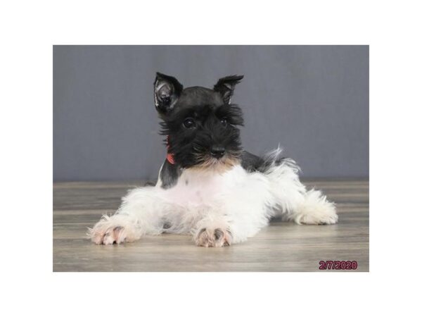 Miniature Schnauzer DOG Female Black 13767 Petland Fairfield, Ohio