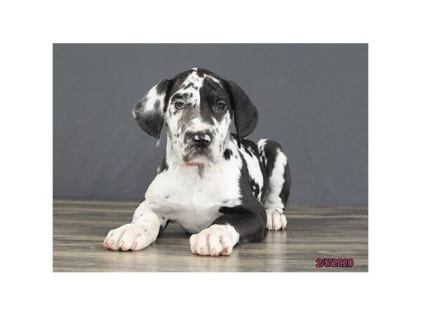 Great Dane DOG Female Harlequin 13762 Petland Fairfield, Ohio