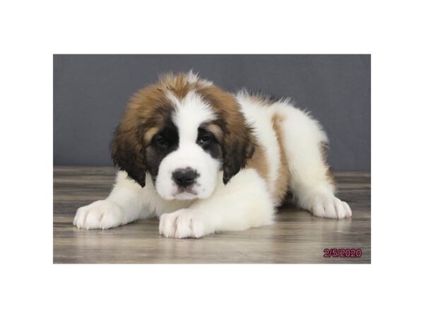 Saint Bernard DOG Female Mahogany / White 13764 Petland Fairfield, Ohio