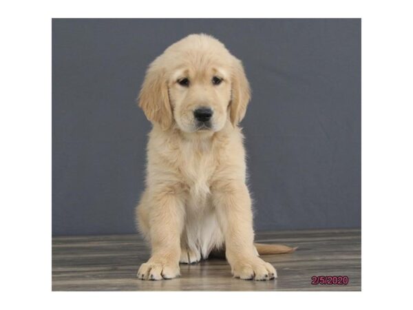 Golden Retriever DOG Female Golden 13757 Petland Fairfield, Ohio