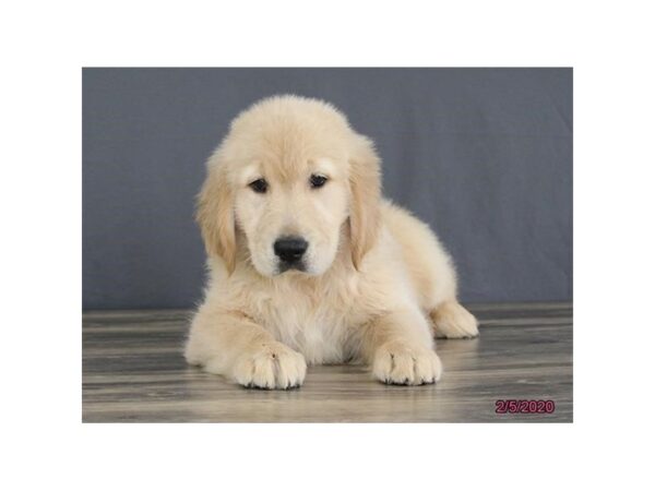 Golden Retriever DOG Male Golden 13759 Petland Fairfield, Ohio