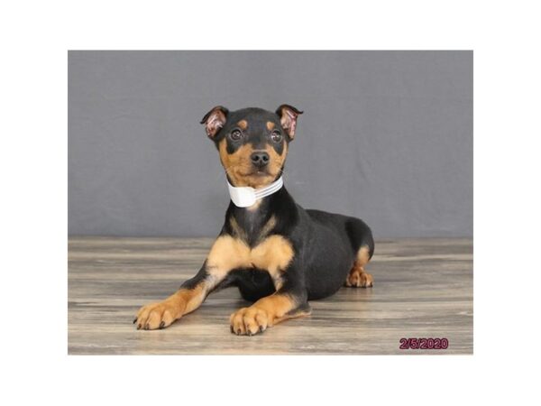 Miniature Pinscher DOG Male Black / Tan 13761 Petland Fairfield, Ohio