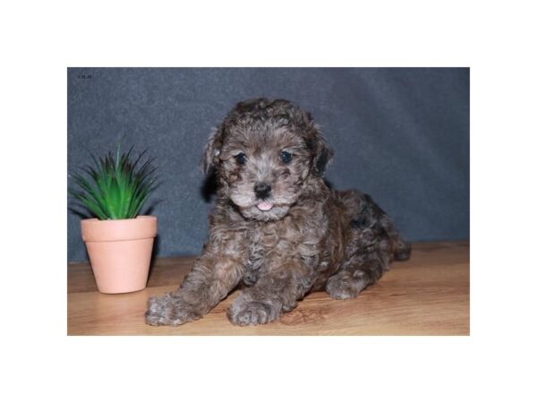 Poodle DOG Female Chocolate Merle 13769 Petland Fairfield, Ohio